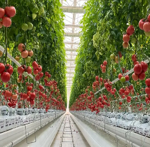 Agricultural NFT Vertical Growing Greenhouse Soilless Greenhouse Multi Span