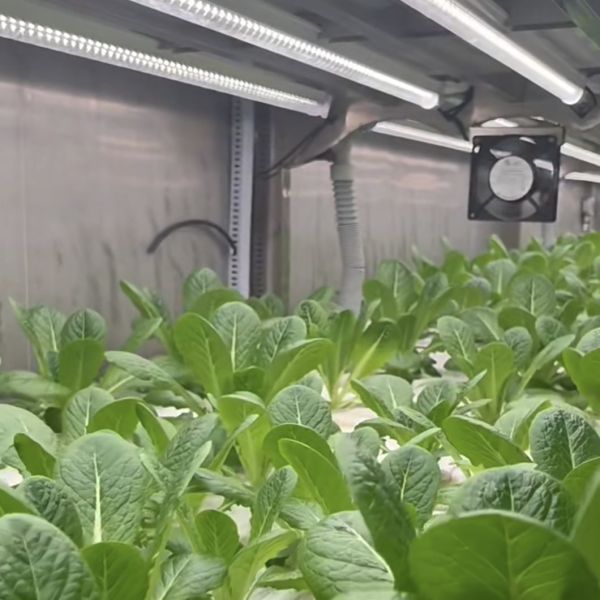 Steel Cover Leafy Greens Container Greenhouse For Customization