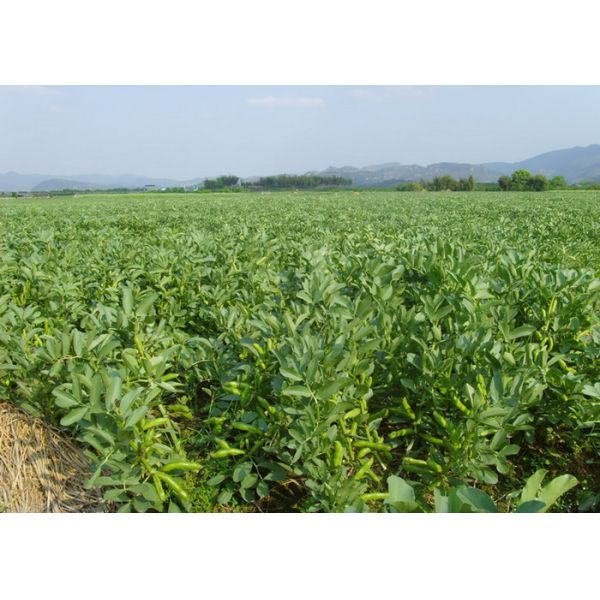 Экологическое расстворимого в воде медного источника завода хелата аминокислоты безопасное