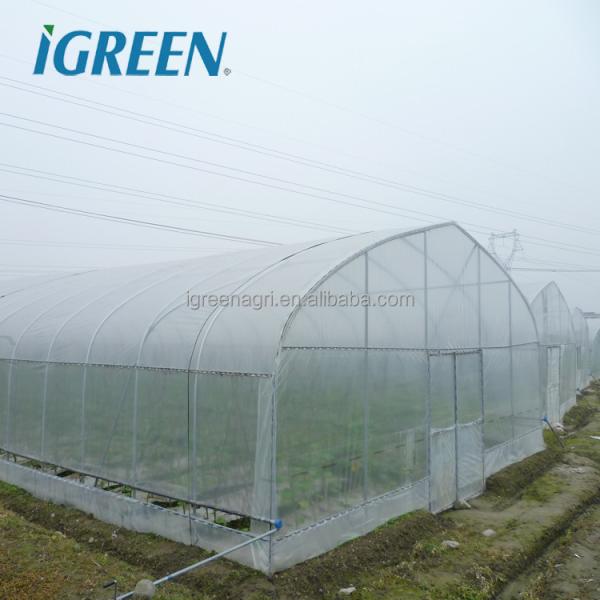 Tunnel Greenhouse with Hot Dipped Galvanized Steel Structure and 275gsm Zinc Coating