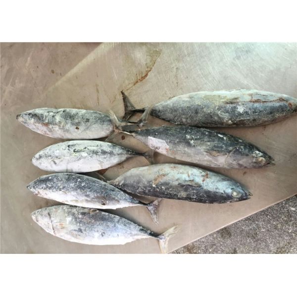 Целая круглая 300-500г Морская замороженная рыба бонито