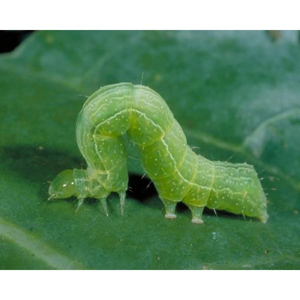 Organic Natural Insect Viral Biopesticide PrGV Bt Vegetable Pieris Rapae Granulosis Virus NPV 