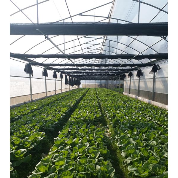 Vegetable Cultivation Plastic Tunnel Greenhouse 12m Width Single Layer