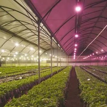 Anti-Drip Fogging Illuminating Greenhouse for Seedling Cultivation Customized Request