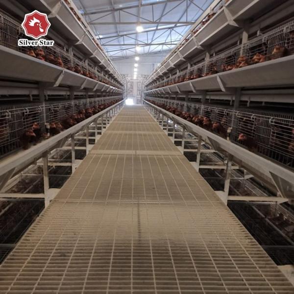 Poules pondeuses automatiques de ferme de couche d'oeufs de cages de poulet de batterie de volaille de type H 2mm