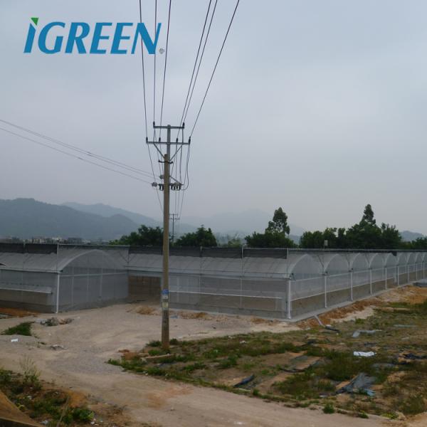 Multi-Span Agricultural Greenhouses Hot Climate Cover with 150/200micron Plastic Film