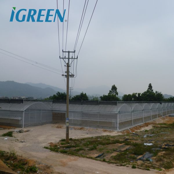 Многоразовые сельскохозяйственные теплицы для горячего климата Покрытие пластиковой пленкой размером 150/200 микрон