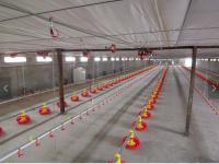 Sistema automático de alimentação de panela para frangos de corte 2,2 KW Sistema automático de água para galinhas