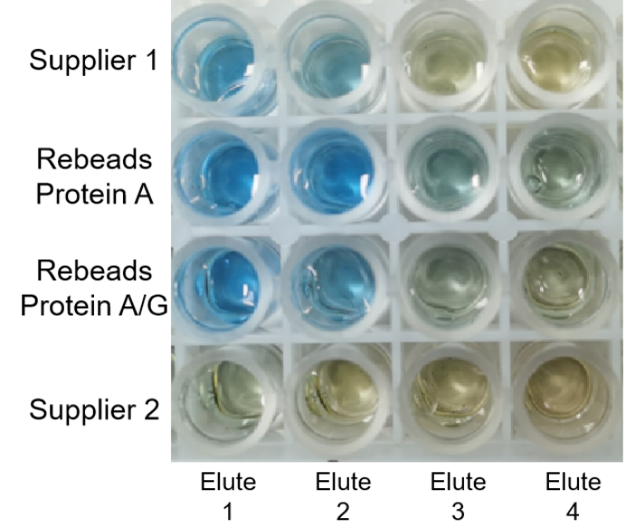 Rebeads Mag Protein G Magnetic Beads For Protein Purification Research Use Only