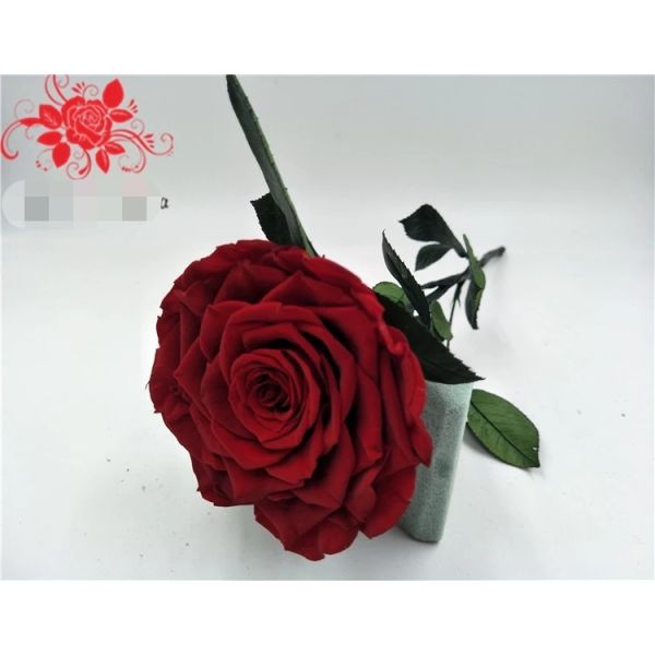 10cm Preserved Flower Rose with Stem Long 30cm Real natural fresh roses