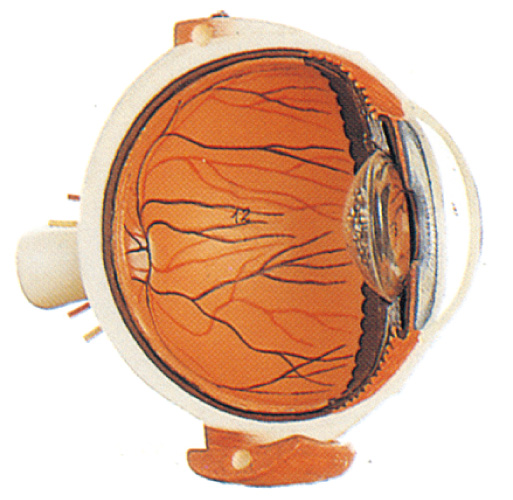 Two parts eyeball anatomy eye model  demonstration eye structure