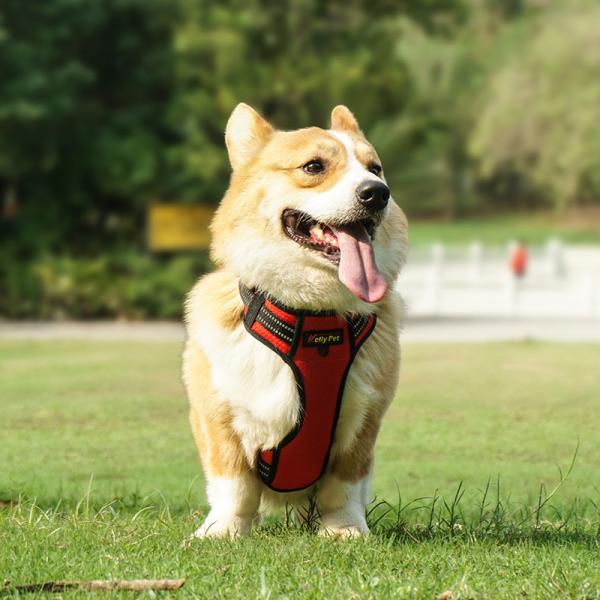 Custom Color Dog Harness -Fashion Style with Matching Bow Tie and Bandana Set Reversible Neoprene Vest