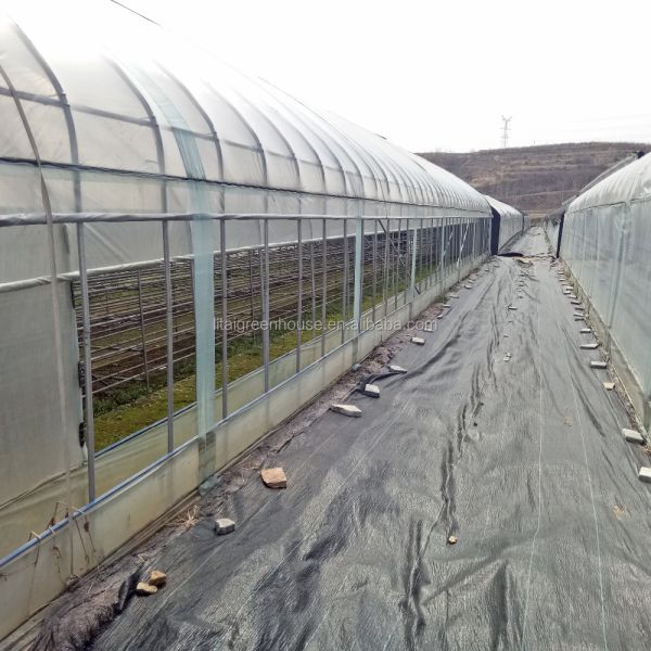 Film Covered Mushroom Cultured Greenhouse for Mushroom Cultivation and Easy Assembly