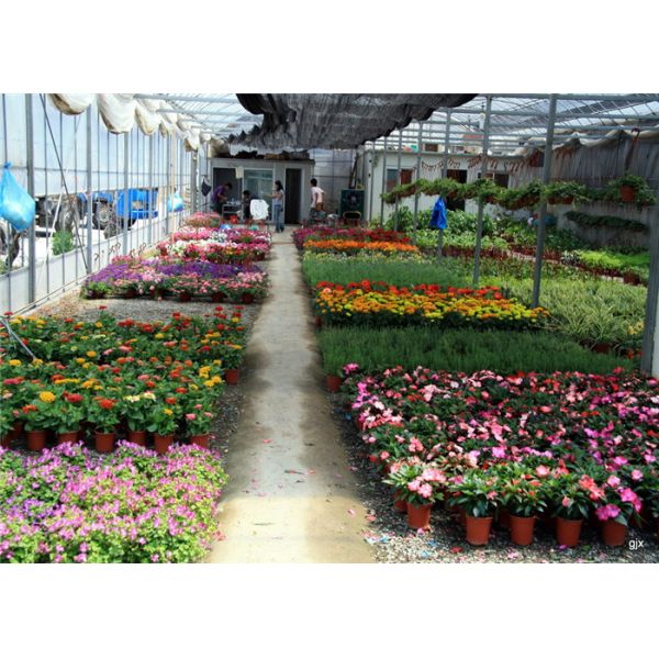 Galvanized Frame Finishing Garden Glass Greenhouse 6mm Polycarbonate Covering