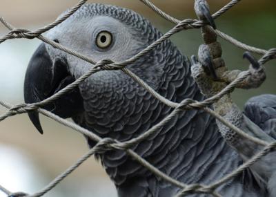 High Strength Stainless Steel Aviary Mesh Panel 304L 316L Galvanized Wire