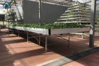 ABS Plastic Ebb And Flow Rolling Benches Water Drain Hydroponic Grow Trays Flood Tables