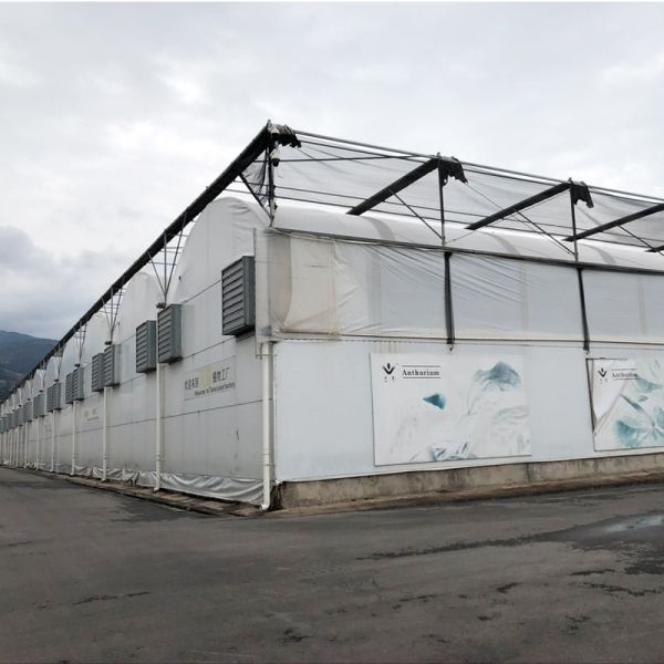 Durable Steel Tructure Vegetable Growing Poly Tunnel Agricultural Greenhouse