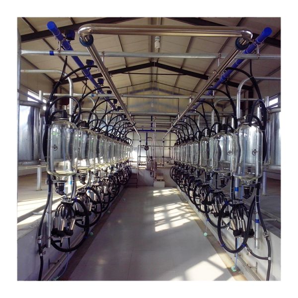herringbone type 5T/h 20 Unit Milking Parlour Low Noise Automatic Milking Parlour