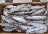 Fresh 75g Sardinops Melanostictus Frozen Sardine Fish