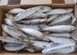 Fresh 75g Sardinops Melanostictus Frozen Sardine Fish