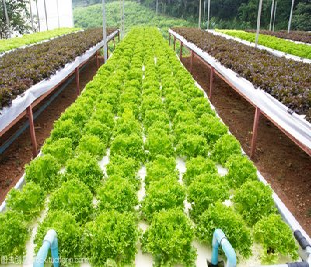 Weather Resistance Hydroponic System Greenhouse Multispan For Planting