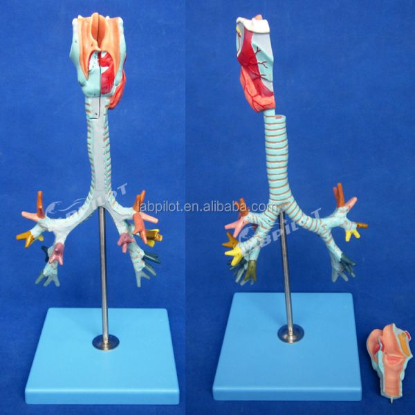 Medical Science Display Detachable Bronchial Tree and Trachea Model for Larynx Anatomy