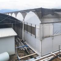 Serre à champignons à coupure automatique de lumière à plusieurs périodes