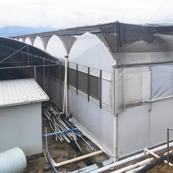 Hot Galvanized Steel Pipe Nursery Multi-span Panda Film Blackout System Mushroom Tropical Greenhouse