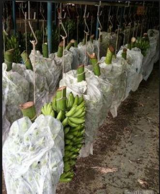 Hobby Gardening Agriculture Non Woven Fabric 320cm Width Anti Mildew