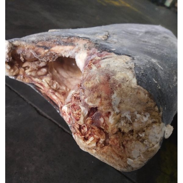 China IQF Super Wholesale Seafrozen Good quality Oilfish Hgt 10kg＋