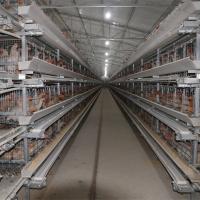 tipo 128 gaiola de 4tier H da camada da galinha dos pássaros com sistema de limpeza automático da correia