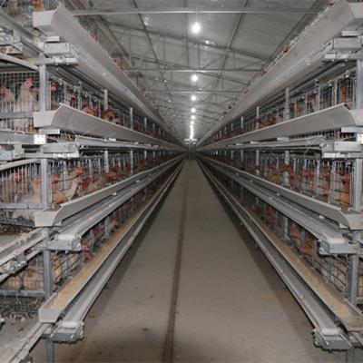 4tier H Type 128 Birds Chicken Layer Cage With Belt Automatic Cleaning System