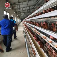 Un type cage de couche de poulet avec des rangées du collecteur 4 de convoyeur à bande et d'oeufs d'engrais
