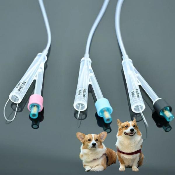 Dog Urinary Catheter Placement in Dogs Durable Solutions for Pet Care