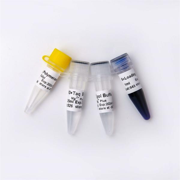 Taq DNA Polymerase for DNA Amplification