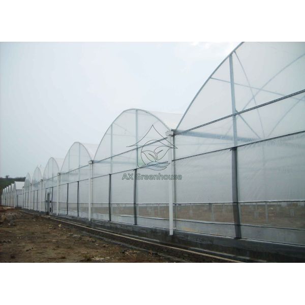 Factory manufacturer Plastic film arch galvanized steel pipe multi-span agricultural greenhouse
