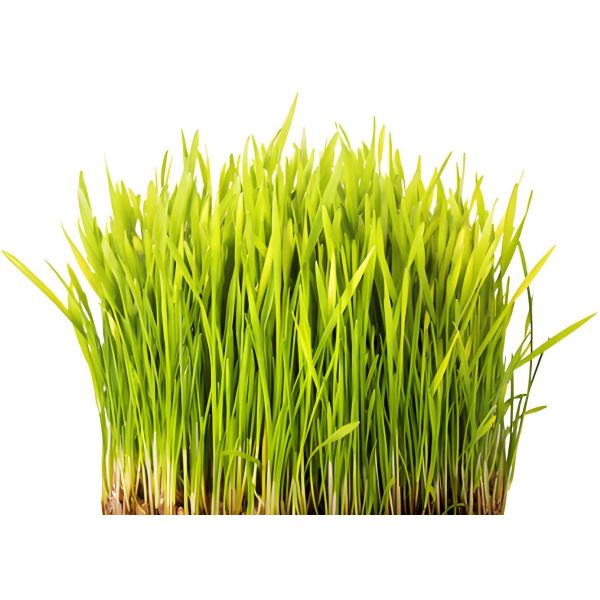 Barley Leaf Juice Powder Green Barley Grass Juice Powder Food Wine Leaf Extract 