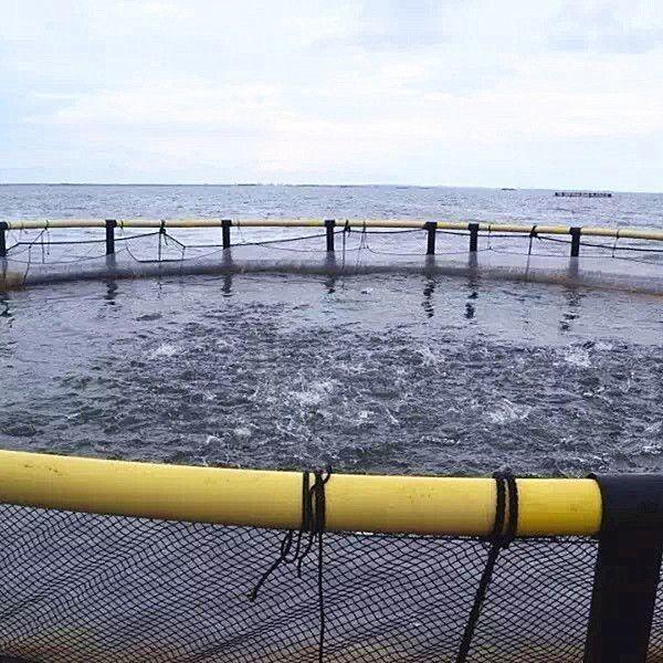 HDPE Pipe Floating Fish Farming Cage Aquaculture Traps Customizable