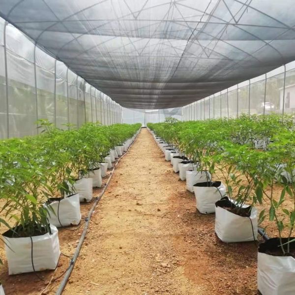 Гальванизированный парник фильма полиэтилена парника тоннеля PE стальной структуры пластиковый