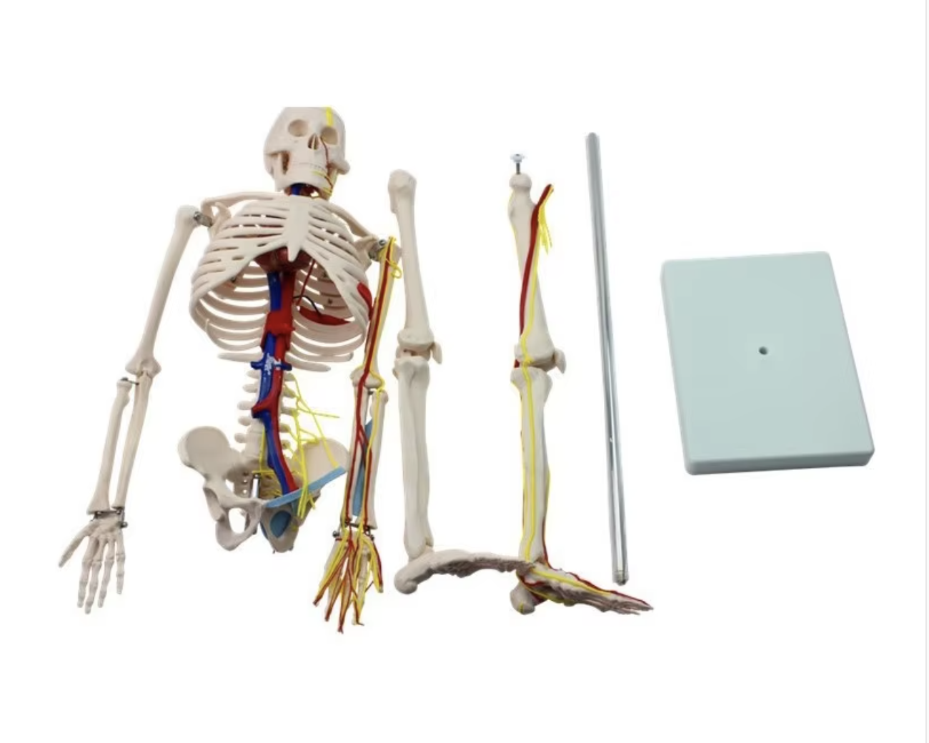 Modèle de squelette humain anatomique de 85 cm pour produits médicaux réutilisables