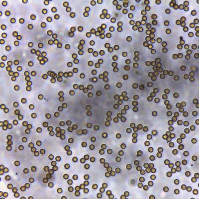 5μm Streptavidin Magnetic Beads For Probe Capture 10 mg / mL 100 mL