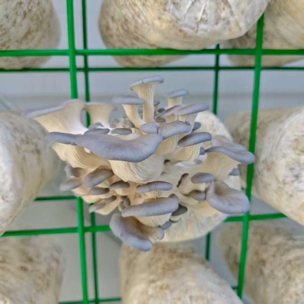 Efficient Resource Utilization High Productivity Mushroom Cultivation Container