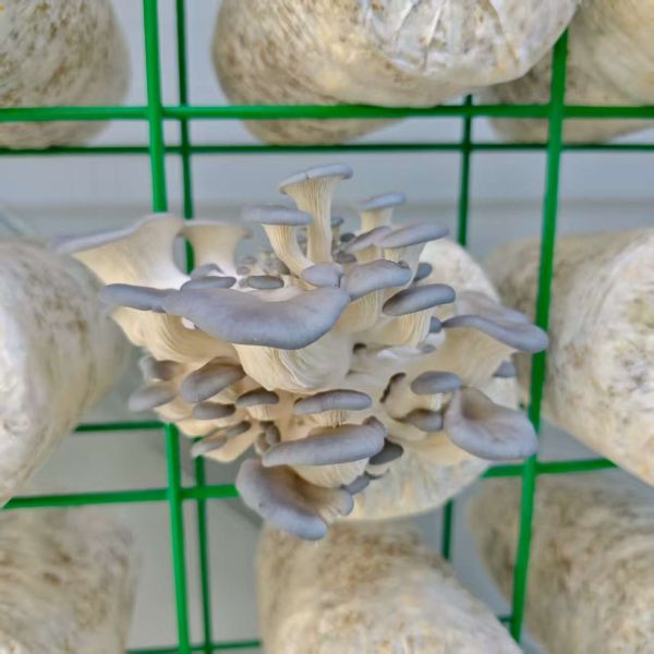 Smart White Mushroom Cultivation Container saving space with modular design customized size