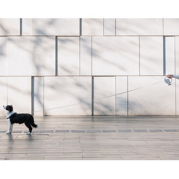 Bande en nylon d'anti morsure sans plomb de libération rapide pour les chiens moyennement grands