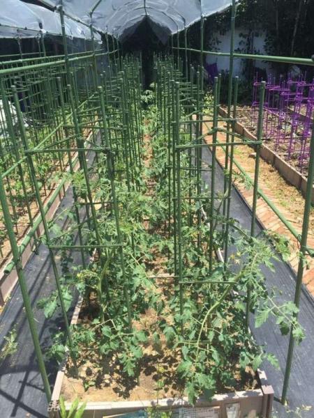 Résistance élevée de la fibre de verre à la tige pultrée pour les piquets de tomates