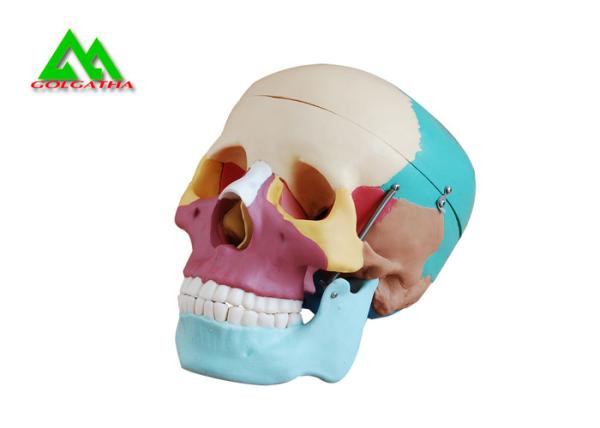 Plastic Medical Teaching Models Anatomical Human Skull For Studying Anatomy