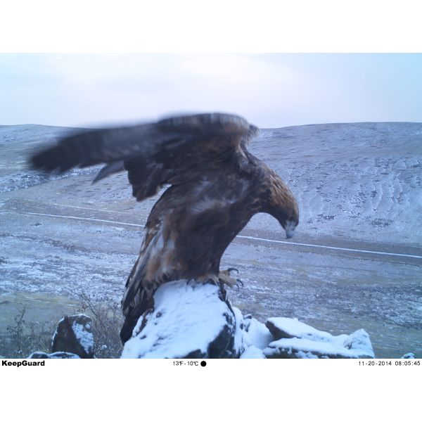 16MP CAMO HD Hunting Cameras , Outdoor Hunting Video Camera For Deer