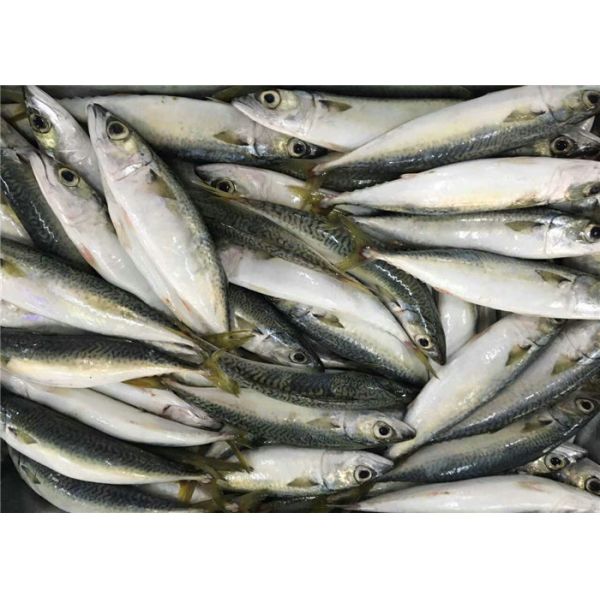 Скумбрия всего моря круга 60g 80g очень вкусного свежая замороженная