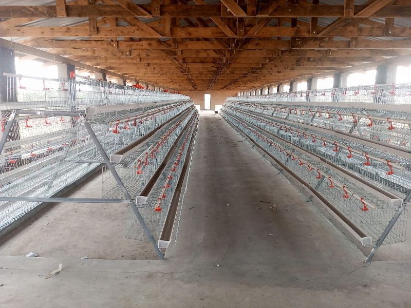 Automatic Cheap Price Poultry Farming Equipment Layer Chicken Cage for Sale
