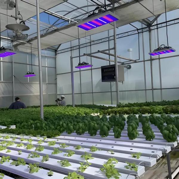 Sainpoly Hydroponic Lettuce Venlo Greenhouse Tunnel Green House Customized